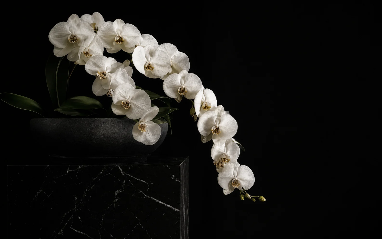 A cascading white orchid arrangement photographed against black stone